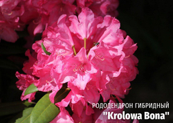 Рододендрон Кролова Бона С3 наличие