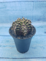 Gymnocalycium T-Rex Pink hybride (Гимнокалициум T-rex)