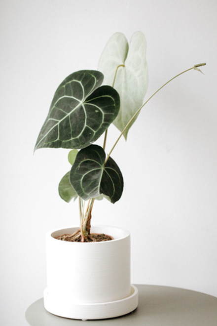 Антуриум Кларинервиум