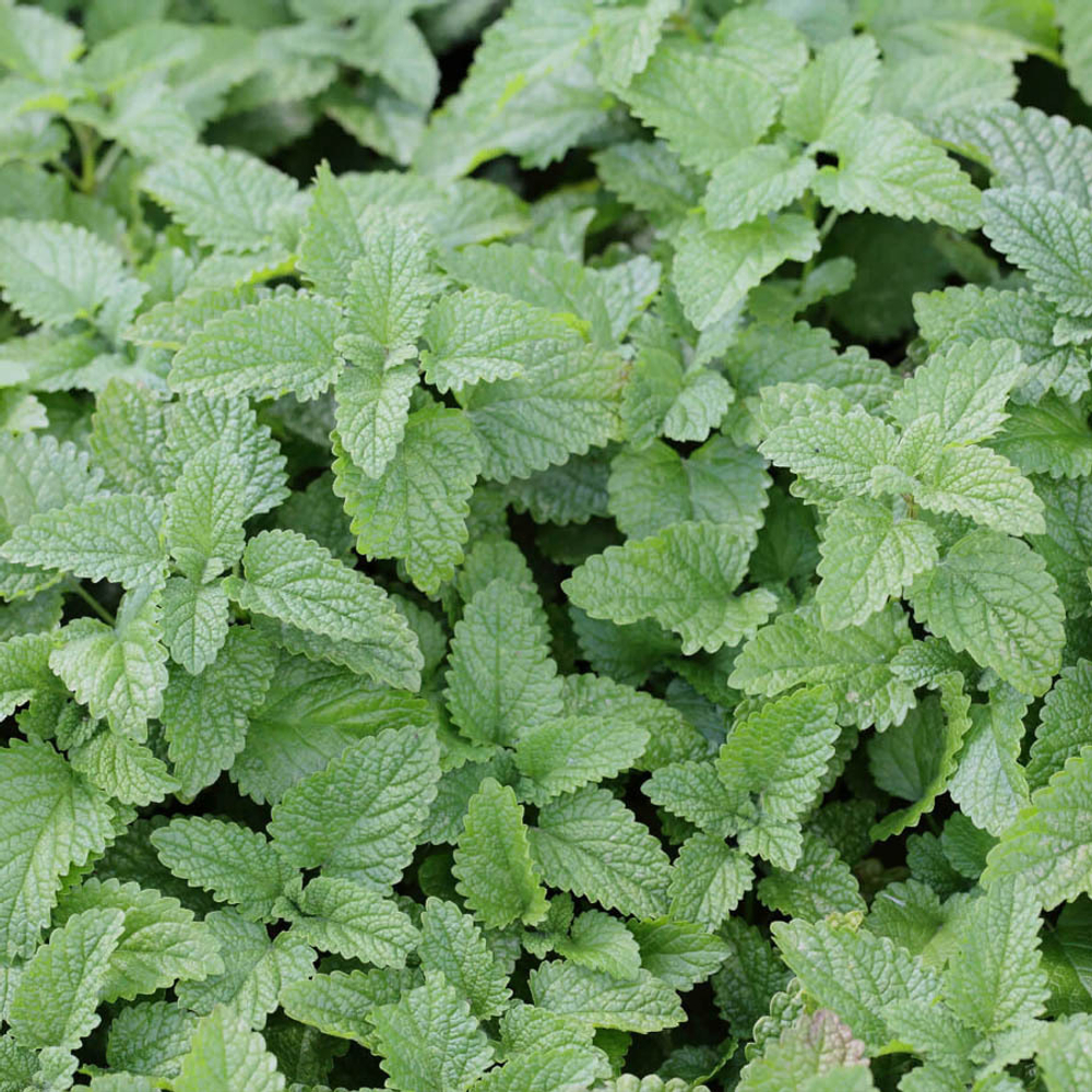 Махито семена мелисы (Гавриш)