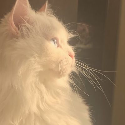 Кот