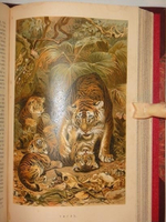 "Иллюстрированное издание " Жизнь животных " А.Э.Брэма в десяти томах". Альфред Эдмунд Брэм. 1896г.