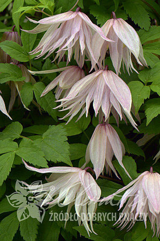 Клематис альпийский Пинк Свинг Закупка М33 апрель 2026