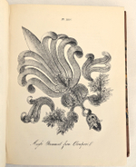 "The decorative painters and glaziers guide; containing the most approved methods of imitating oak, mahogany, maple, rose, cedar, coral, and every other kind of fancy wood". Whittock, N.. 1841г. - антикварная книга