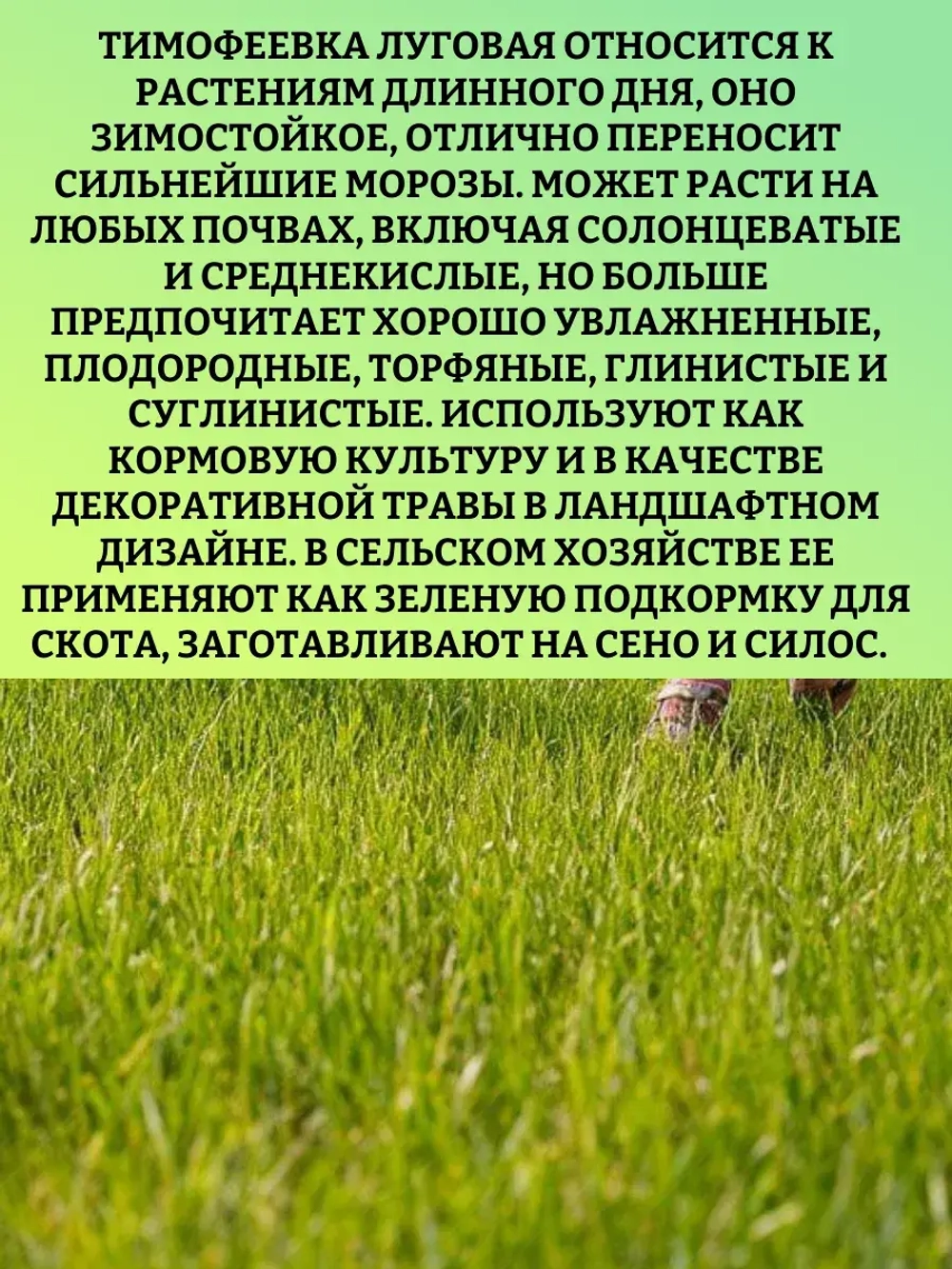 Тимофеевка луговая (газон) - 300 гр.