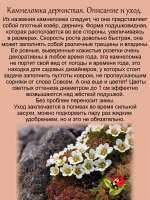 Камнеломка дернистая вечнолелёная