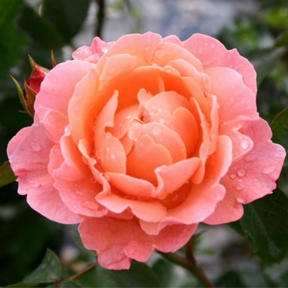 Роза Флорибунда Marie Curie, Мейланд