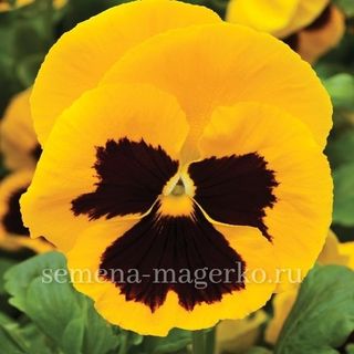 Виола Виттрока Пауэр Еллоу виз Блотч 100 семян