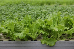 Нефрит семена салата батавия (Гавриш)