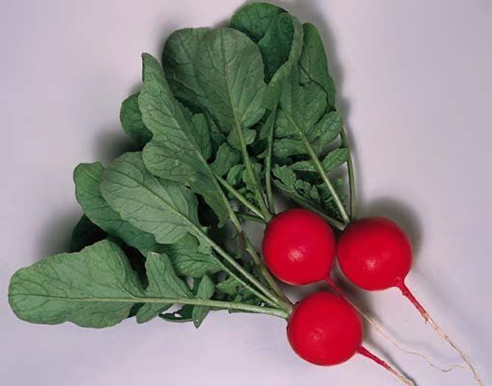 Черриэт F1 семена редиса (Sakata / Саката)