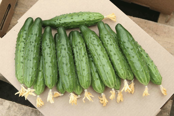 Магнит F1 семена огурца пчелоопыляемого (Гавриш) – фото 6