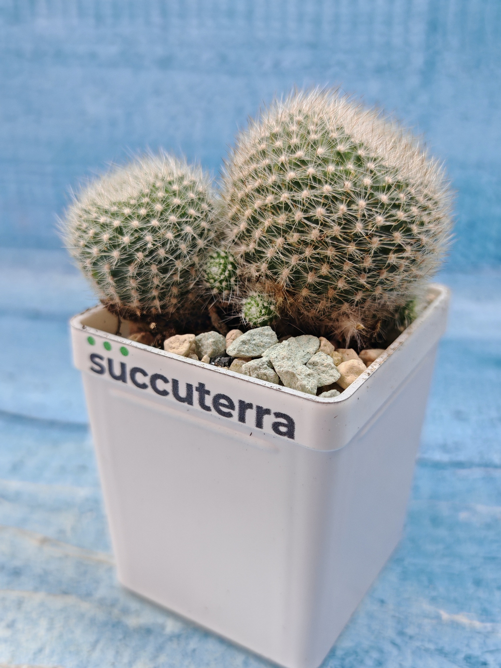 Rebutia Krainziana (Ребуция)
