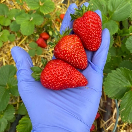 Земляника садовая (клубника) АВРОРА КАРИМА