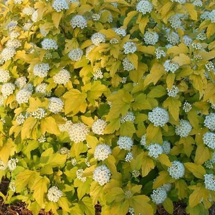 Пузыреплодник Ауреа