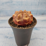 Gymnocalycium Daydream (Гимнокалициум)