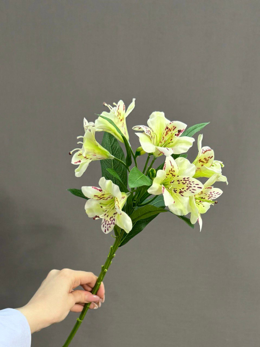 Альстромерия белая (h74 см)