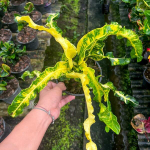 Кротон PHET KASEM