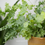 Флебодиум Давана 12/35