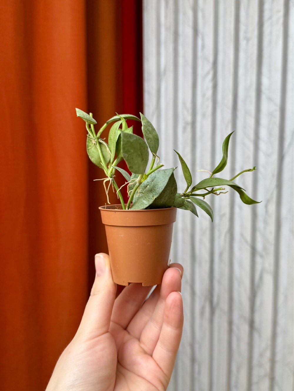 Хойя Лакуноза Минт, D5см Н12см, 1шт, Urban Jungle (7583)