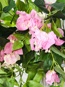 Бугенвиллия и сциндапсус в деревянном настенном кашпо