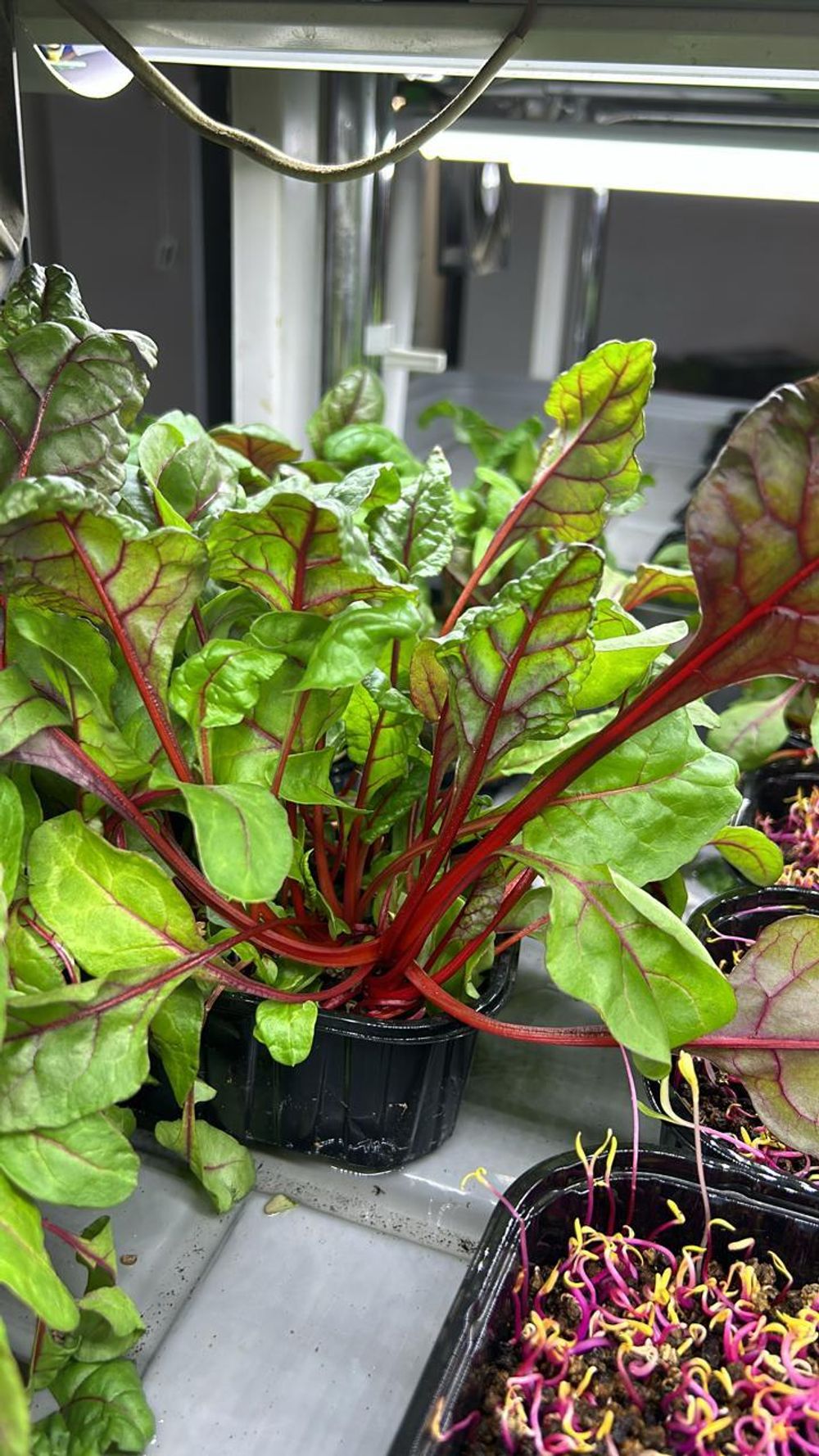 Мангольд красный