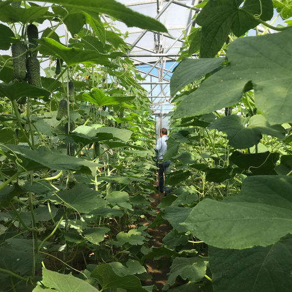 ТРИЛОДЖИ F1 семена огурца Rijk Zwaan отзывы – фото 5