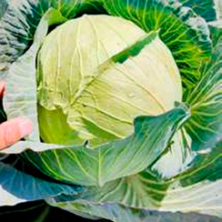 Циклоп F1 семена капусты белокочанной (Sakata / Саката)