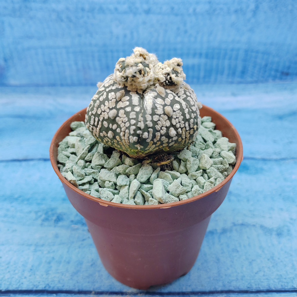Astrophytum Asterias "Super Kabuto" (Астрофитум)