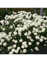 Тысячелистник птармика Диадем С2