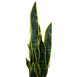 Сансевиерия куст желто-зелёный 65 см
