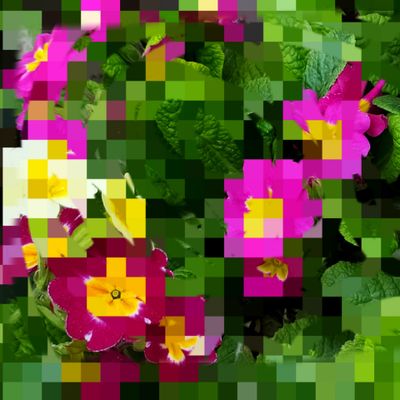 Primula
