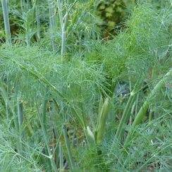 Голдкрон семена укропа (Enza Zaden / Энза Заден)