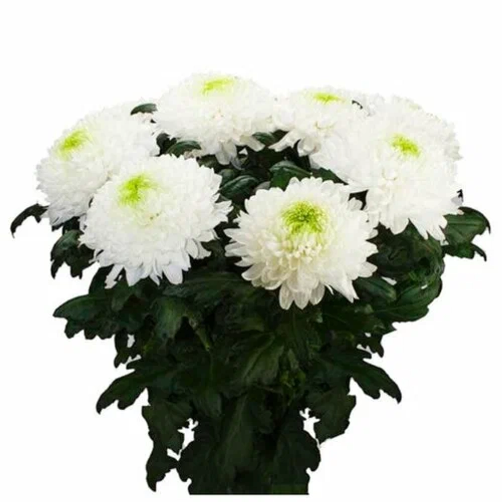 одноголовая хризантема Магнум