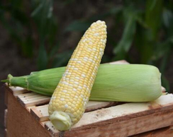 КАМБЕРЛЭНД F1 семена кукурузы (Clause | Alexagro)