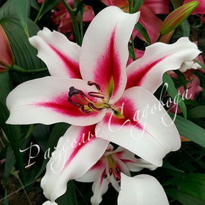 Лилия ОТ- гибрид Гаучо (горшок 1.2 л)