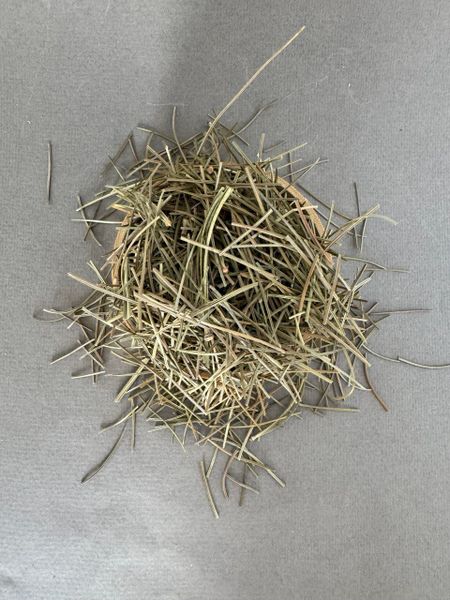 Хвоя кедра сибирского подсушенная, рубленная.