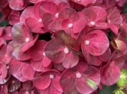 Ребелион «Пистачио Лав (Pistachio Love) Р12 Европа весна 2026 г