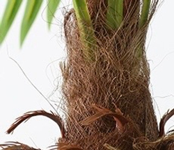 Пальма вашингтония 185 см.