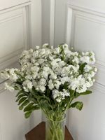 Маттиола кустовая в белом оттенке