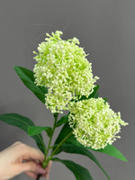 Скимия белая (h58 см)