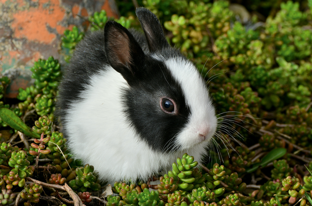 Календарь трехсекционный на 2026 год, "Милый кролик"