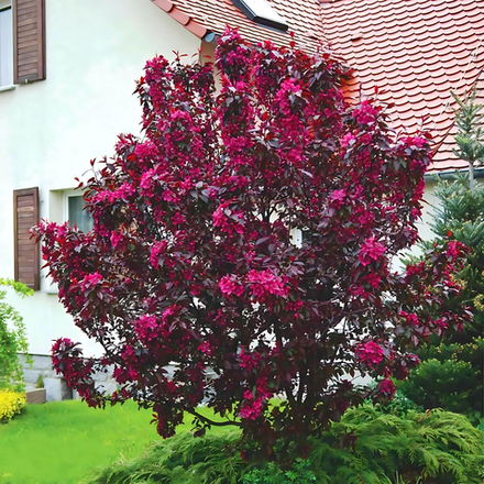 Яблоня Malus Royality