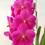 Ванда V GORDON DILLON X V PONPIMOL