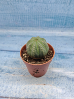 Euphoria Obesa (Эуфорбия)