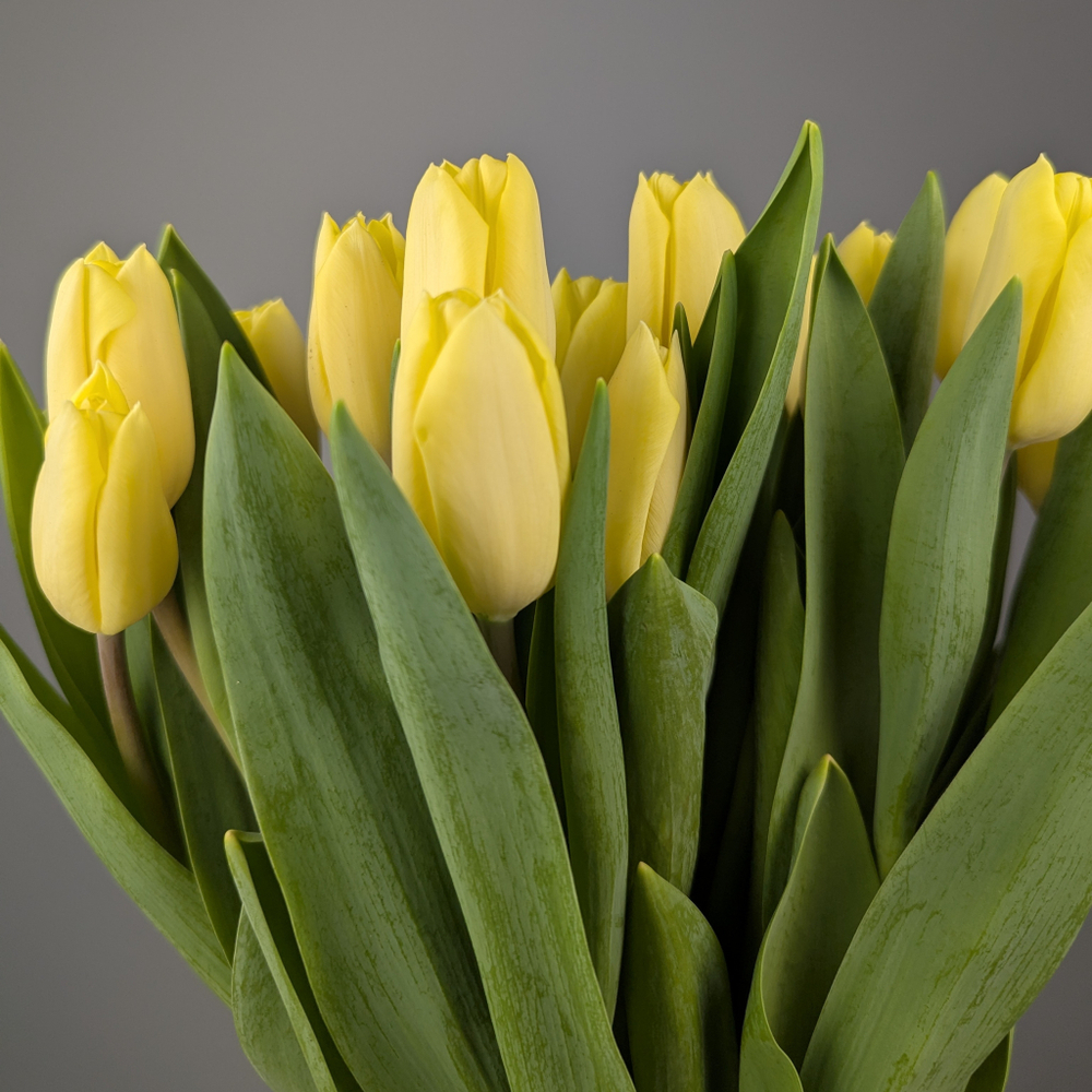 Пачка Кремовых Тюльпанов (25 шт.)