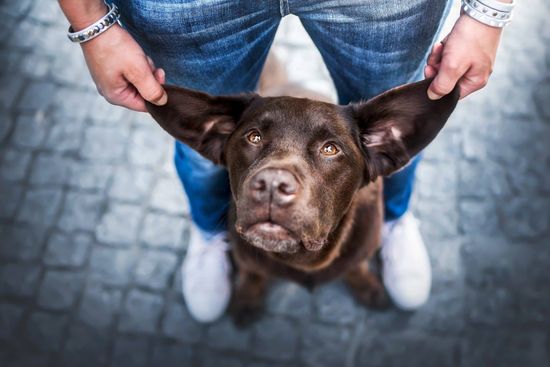 О чем молчит ваша собака и умеют ли собаки думать?