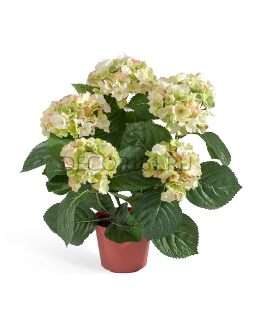 Гортензия куст кремово-зелёный 35 см в горшке 8/8 20.6250GR/CR