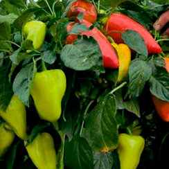 АЛЬФА F1 семена перца сладкого (Sakata | Саката)