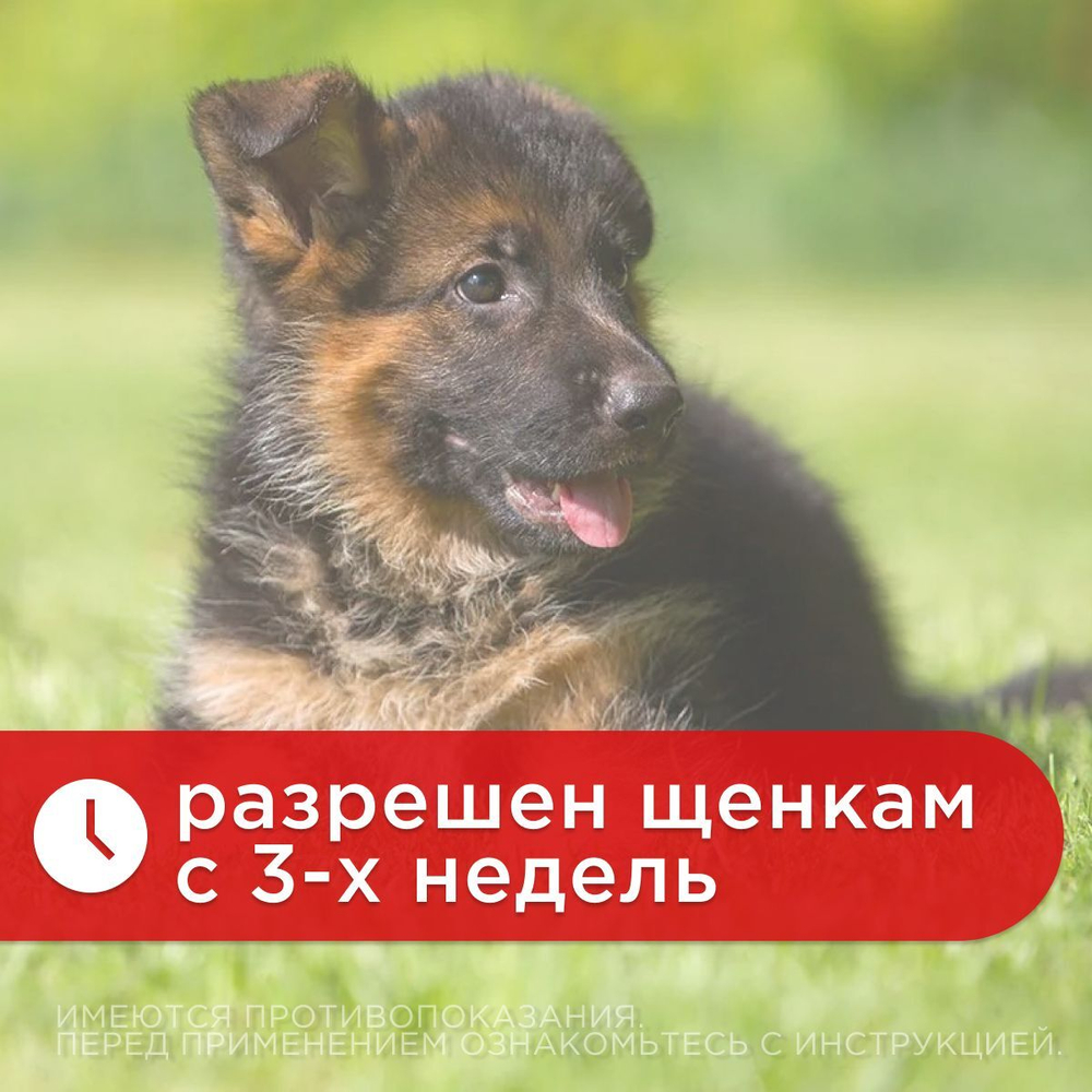 Суспензия от гельминтов для собак мелких пород, сладкий вкус Чистотел Глистогон, 5мл. Пирантел/Празиквантел