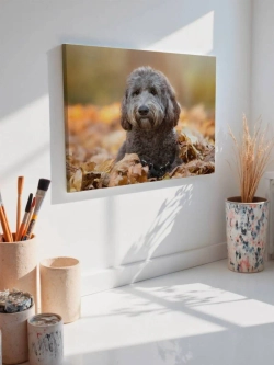 Картина на стену 40 X 50 Собака осень
